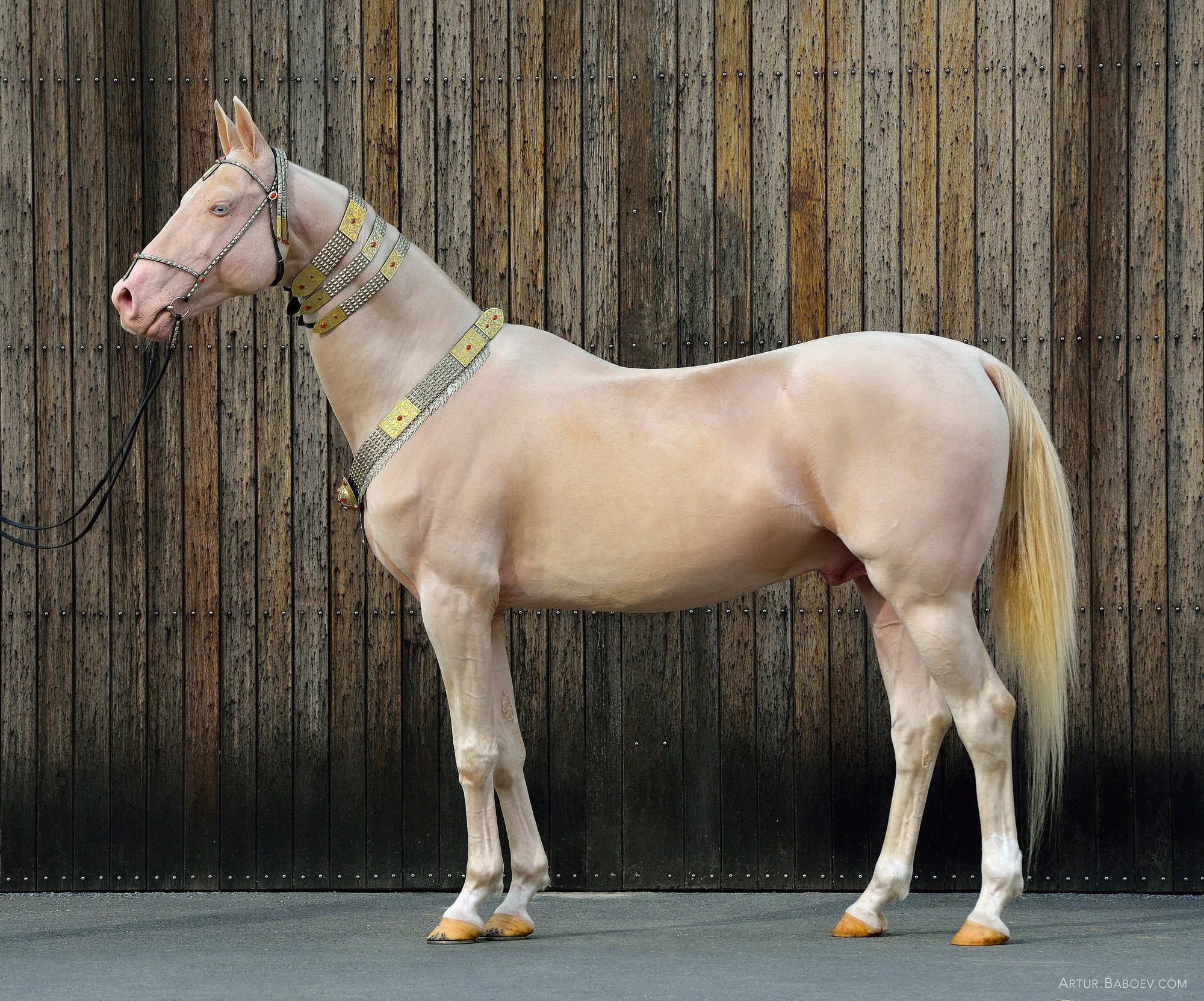 Horse Photography Akhal Teke Horses @Artur Baboev